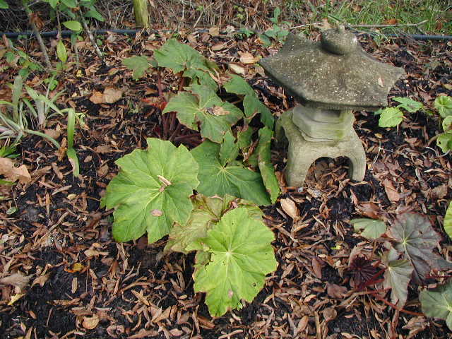 B. ‘Mary Bucholtz ’